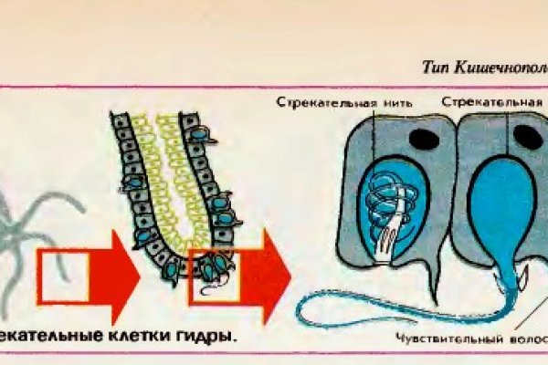 Тор для кракена